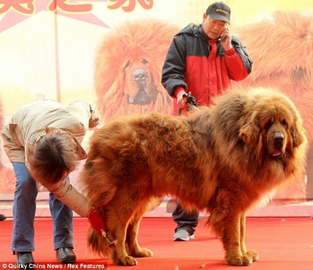 tibetan mastiff Tibetan mastiff offered for sale at US$1.6 million