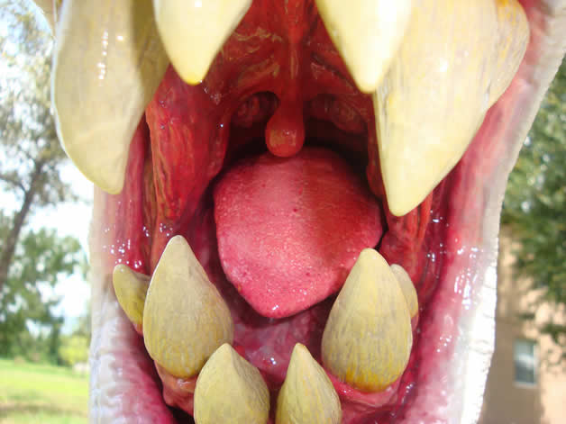 vraie plante Piranha 2 pic on Design You Trust vraie plante Piranha 2 Amazing Super Mario Piranha Plant