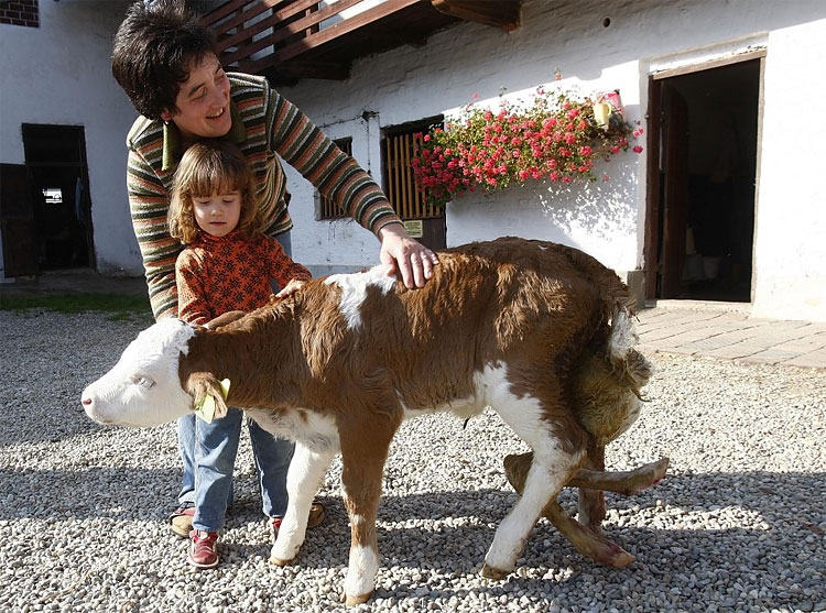 Meet a Six Legged Wonder and Other Weird Deformed Animals 1177 Meet a Six Legged Wonder and Other Weird Deformed Animals