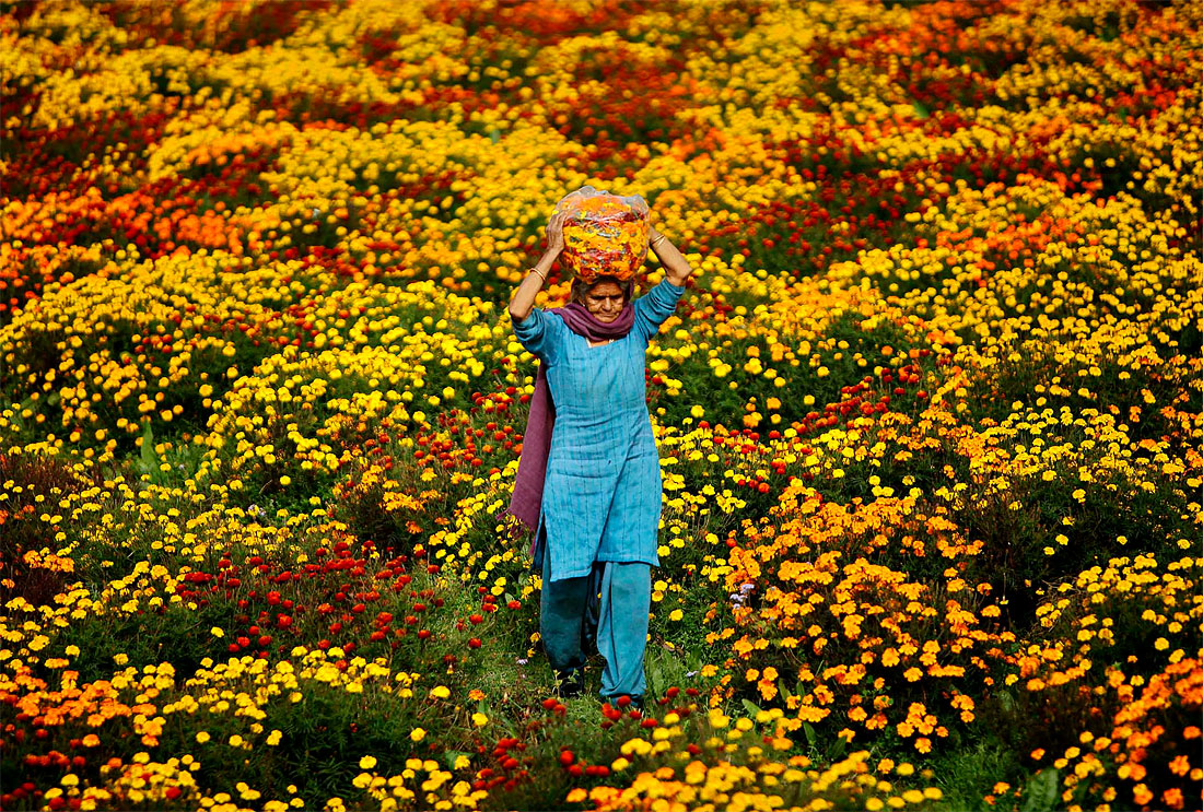 Photo of the Day: Marigold Fever 124 Photo of the Day: Marigold Fever