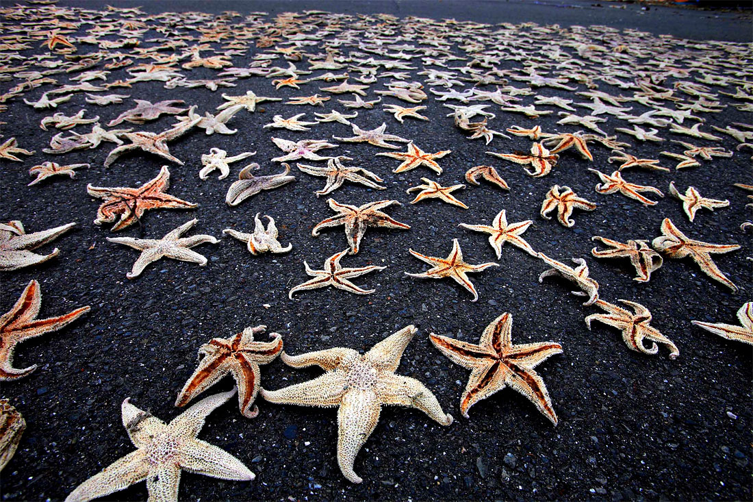 Photo of the Day: Starfish on the March 150 Photo of the Day: Starfish on the March