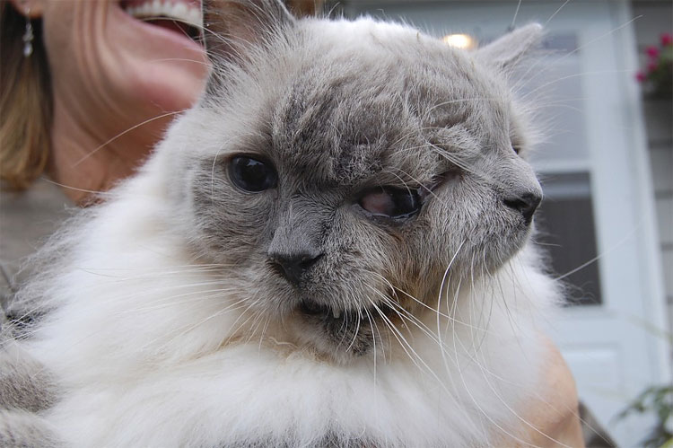 Meet a Six Legged Wonder and Other Weird Deformed Animals 299 Meet a Six Legged Wonder and Other Weird Deformed Animals