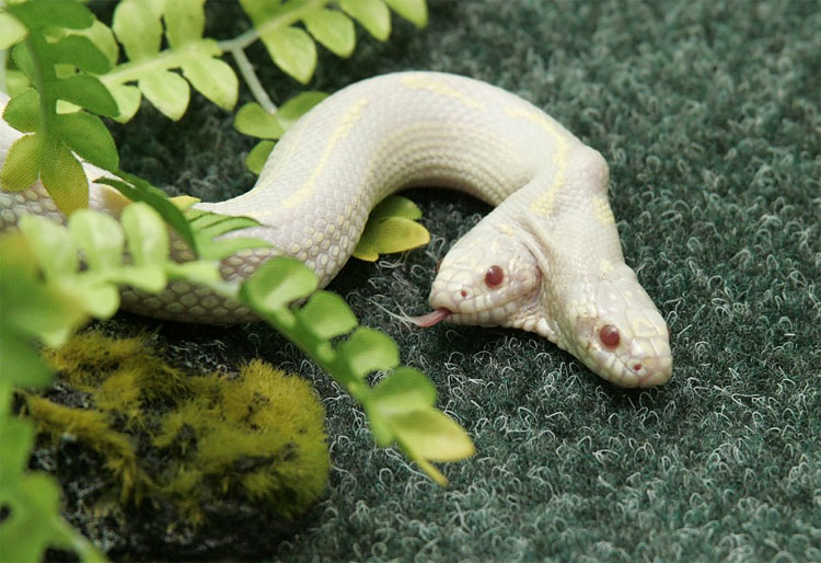 Meet a Six Legged Wonder and Other Weird Deformed Animals 381 Meet a Six Legged Wonder and Other Weird Deformed Animals