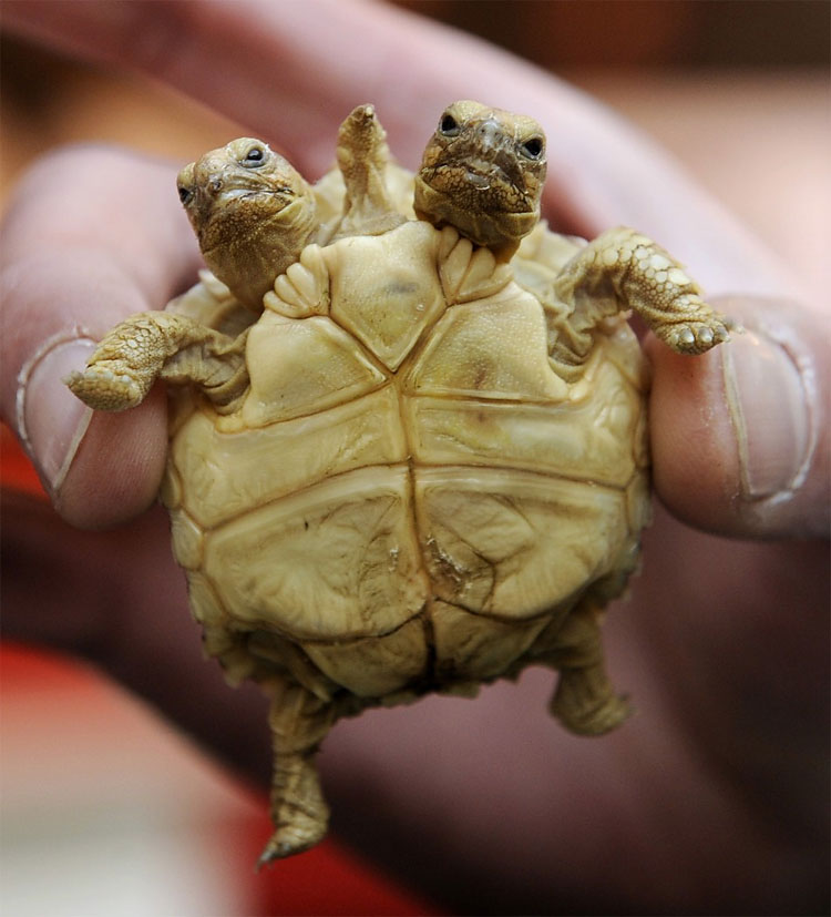 Meet a Six Legged Wonder and Other Weird Deformed Animals 464 Meet a Six Legged Wonder and Other Weird Deformed Animals