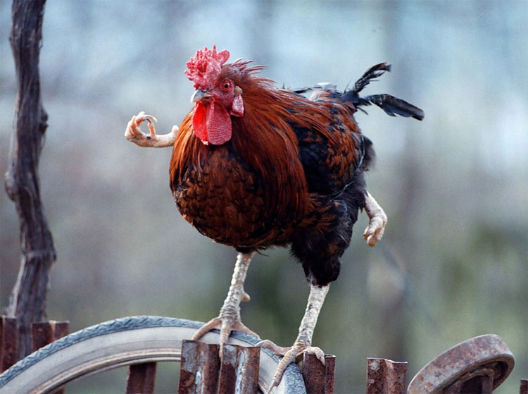 Meet a Six Legged Wonder and Other Weird Deformed Animals 556 Meet a Six Legged Wonder and Other Weird Deformed Animals