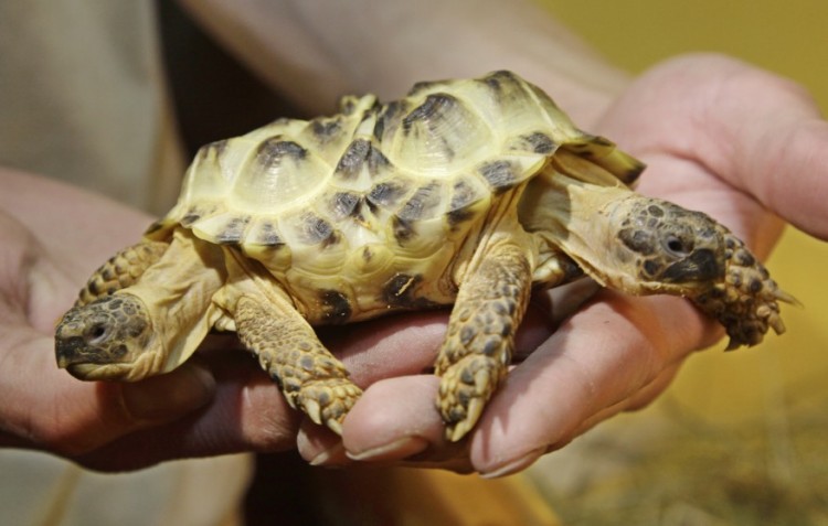 Two headed Russian Tortoise found in the Ukraine AP UKraine Two Headed Turtle 05mar12 878x559 750x477 Two headed Russian Tortoise found in the Ukraine