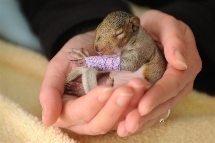 AT 120308 baby squirrel cast 6a.photoblog900 750x500 Baby squirrel gets a purple arm cast