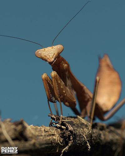 Danny Perez2 Insects Photography by Danny Perez