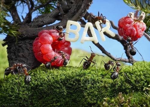 Life of ants12 The Secret Life of Ants by Andrey Pavlov
