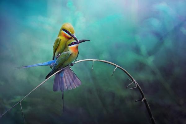 Photography Blue tailed Bee eater Friday Photography Inspiration #52 | Machoarts