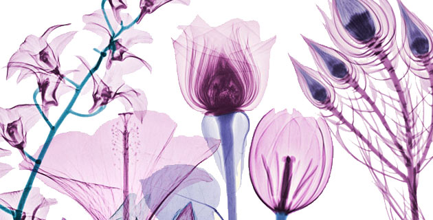 Floral X Rays by Brendan Fitzpatrick Senza titolo 1 Floral X Rays by Brendan Fitzpatrick
