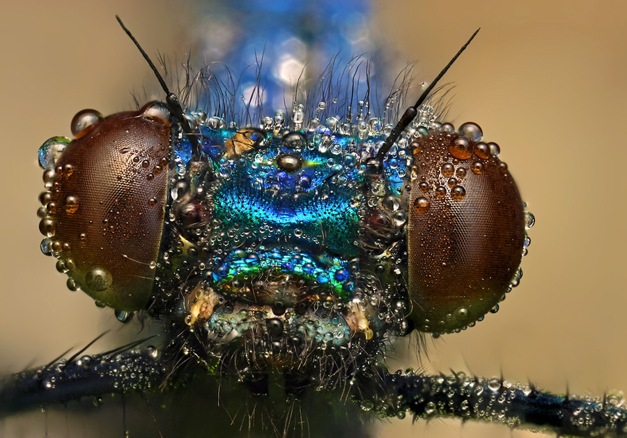 INSECTS COPE IN A DOWNPOUR ShockBlast 4 343139 INSECTS COPE IN A DOWNPOUR