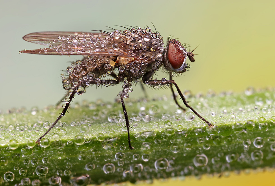 INSECTS COPE IN A DOWNPOUR ShockBlast 4 360110 INSECTS COPE IN A DOWNPOUR