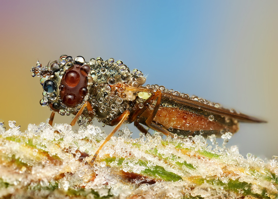 INSECTS COPE IN A DOWNPOUR ShockBlast 4 372124 INSECTS COPE IN A DOWNPOUR