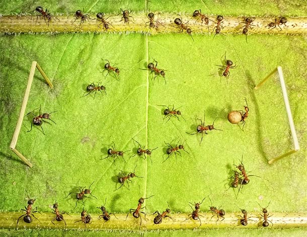 Ant Tales – Amazing life of Ants in macro photography ant tales macrophotographie 10 Ant Tales – Amazing life of Ants in macro photography