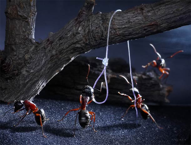 Ant Tales – Amazing life of Ants in macro photography ant tales macrophotographie 11 Ant Tales – Amazing life of Ants in macro photography