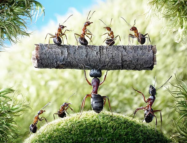 Ant Tales – Amazing life of Ants in macro photography ant tales macrophotographie 16 Ant Tales – Amazing life of Ants in macro photography