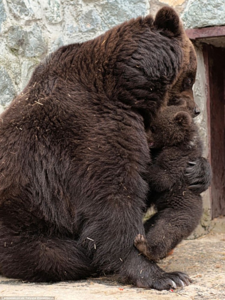 Mother bear disciplines cub and then shows love article 2109443 1201CECF000005DC 122 964x1283 750x998 Mother bear disciplines cub and then shows love