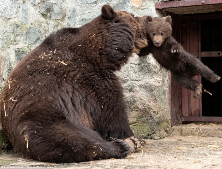 Mother bear disciplines cub and then shows love article 2109443 1201CED4000005DC 375 964x733 750x570 Mother bear disciplines cub and then shows love