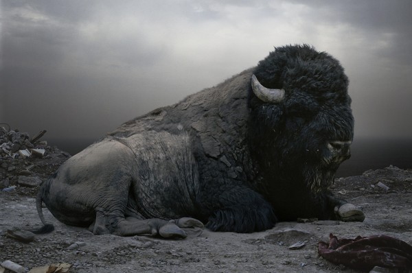Photograph of stuffed animals bison 600x398 Photograph of stuffed animals