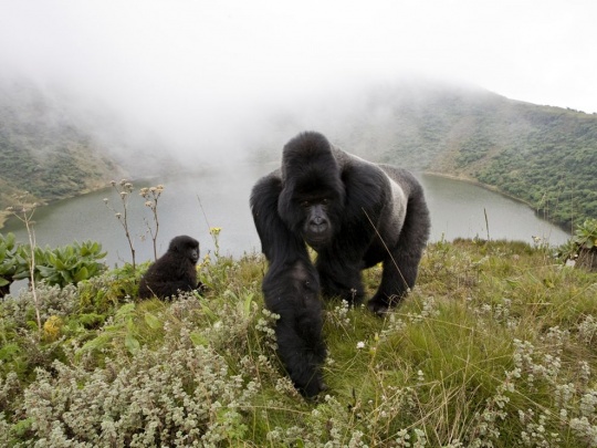 c1a18 Amazing Animal Photography