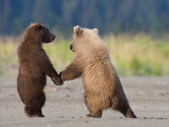 c1b18 Amazing Animal Photography