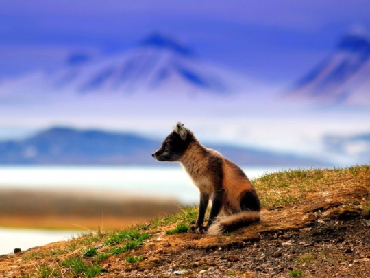 c1c18 Amazing Animal Photography