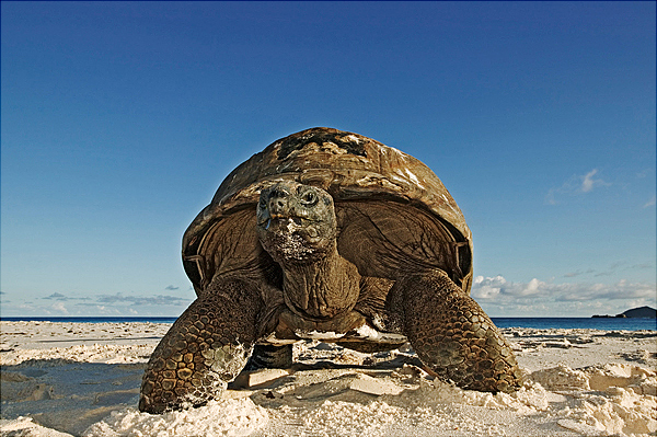 Photoshop Tutorial: Underwater Turtle download1 Photoshop Tutorial: Underwater Turtle