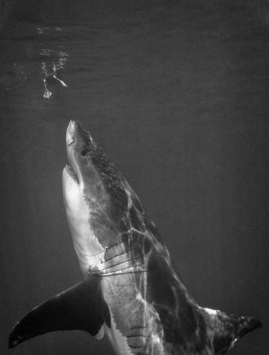 dyt1e5 DAILY INSPIRATIONS FOR DYT #262