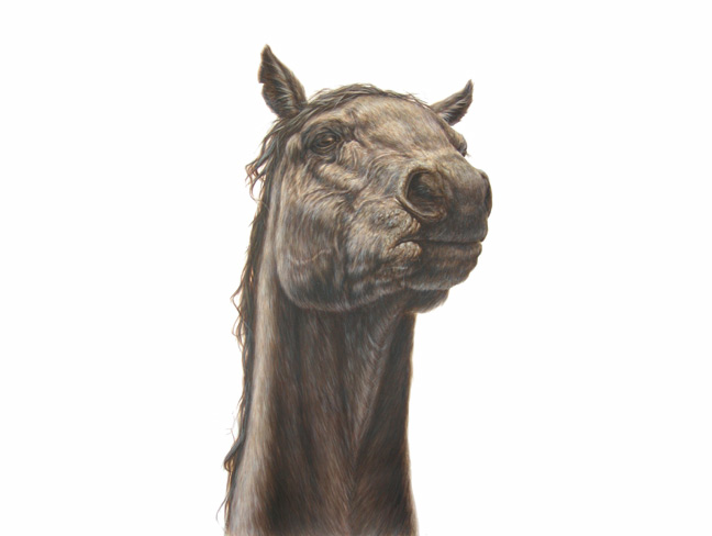 horse Ink drawings by George Boorujy