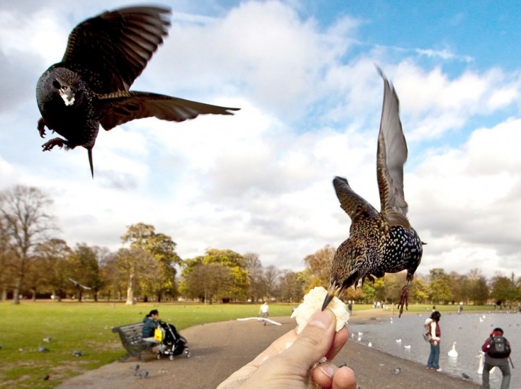 Hungry birds swoop in for bread hungry birds 02 750x560 Hungry birds swoop in for bread