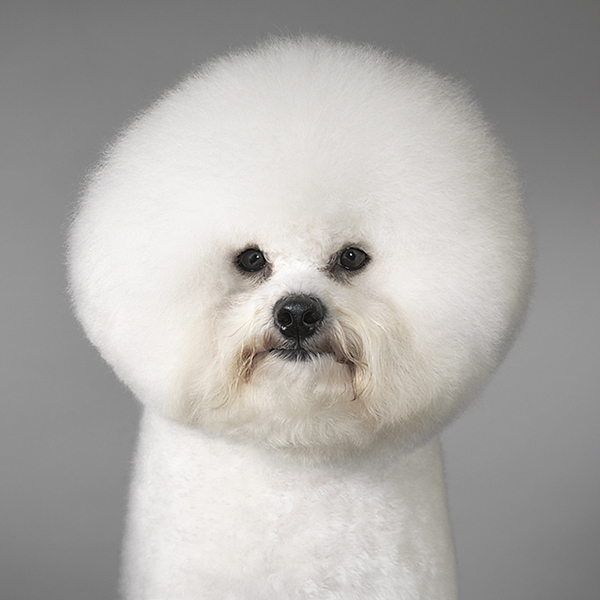 i1a Absolutely Amazing Dog Photos from Tim Flach