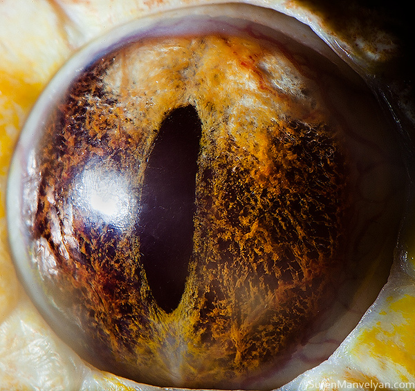 Animal eyes by Suren Manvelyan i1a101 Animal eyes by Suren Manvelyan