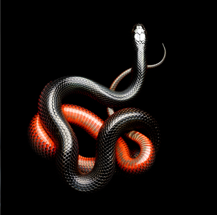 Snakes by Mark Laita i1a3 Snakes by Mark Laita