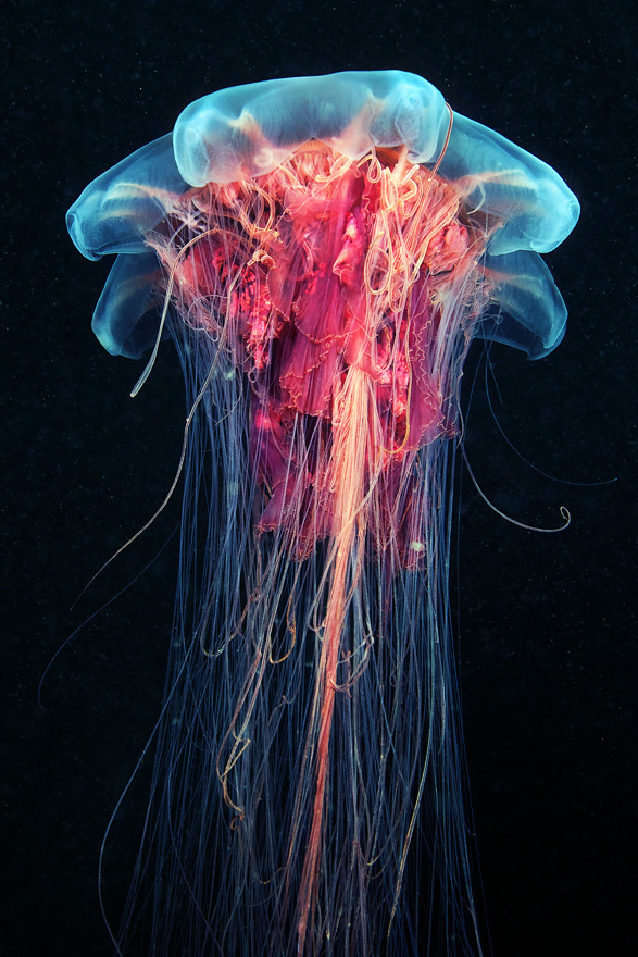 Jellyfish by Alexander Semenov i1a87 Jellyfish by Alexander Semenov