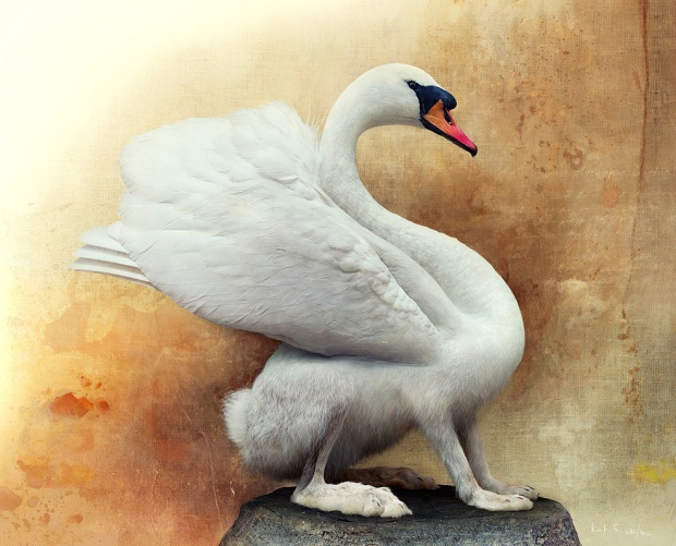 Composed Animals by Fredrik Ödman i1a98 Composed Animals by Fredrik Ödman