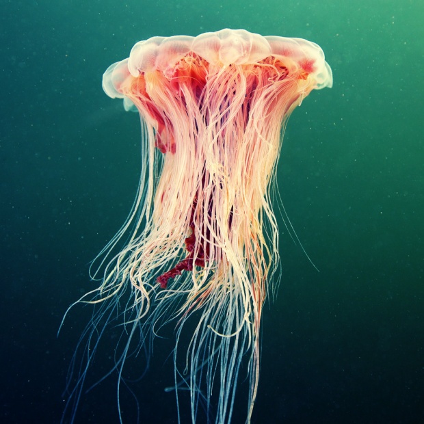 Jellyfish by Alexander Semenov i1b86 Jellyfish by Alexander Semenov