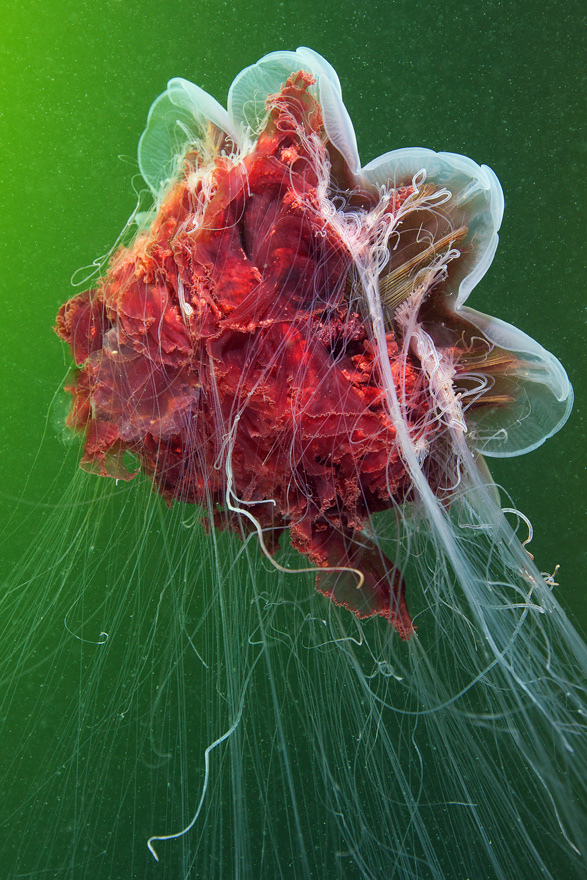 Jellyfish by Alexander Semenov i1c87 Jellyfish by Alexander Semenov