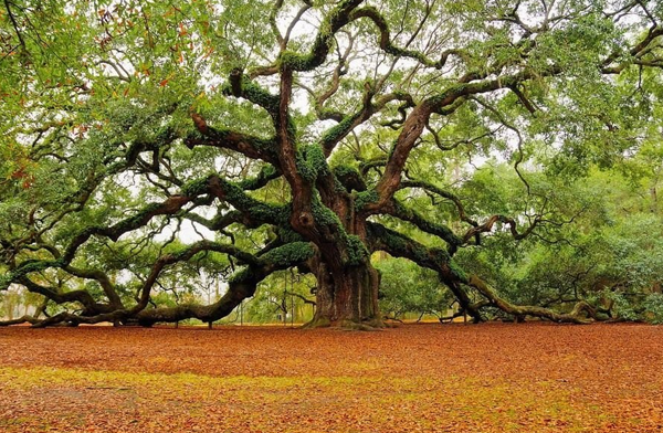 Stunning Nature Photographs nature design 16 Stunning Nature Photographs