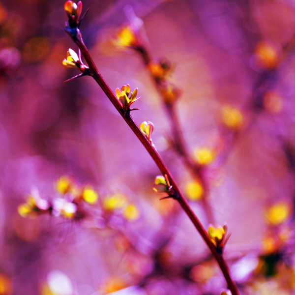Vivid Nature Pictures By Nikki suddenly awake by incolor16 d3crvux Vivid Nature Pictures By Nikki