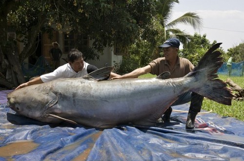 Top 10 River Monsters 10. Congo killer Top 10 River Monsters