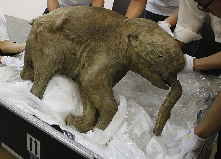 Lyuba Mammoth