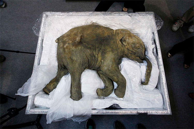 197 Baby Mammoth Lyuba Goes on Display