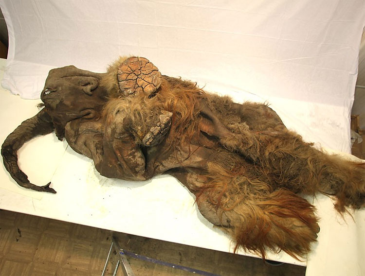 258 Baby Mammoth Lyuba Goes on Display