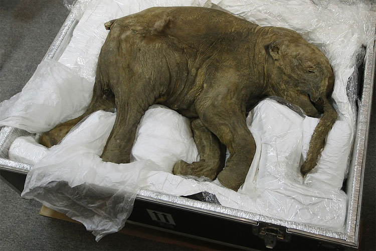 350 Baby Mammoth Lyuba Goes on Display