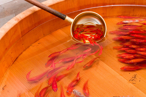 3D painted goldfish 1 Three Dimensional Goldfish Sculptures Made by Layering Paint and Resin