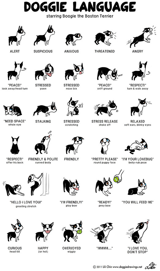 Doggie Language Doggie Language