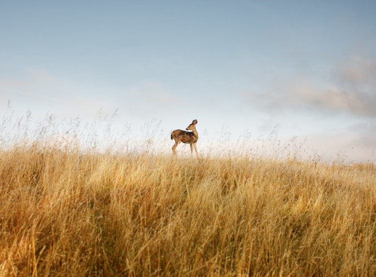 PORTLAND OREGON BY COREY ARNOLD Portland Oregon by Corey Arnold for Global Yodel 750x553 PORTLAND OREGON BY COREY ARNOLD
