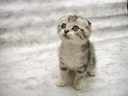 Scottish Fold Cat Wallpaper Pictures 09 Top 10 Friendly Cat Breeds for Your House