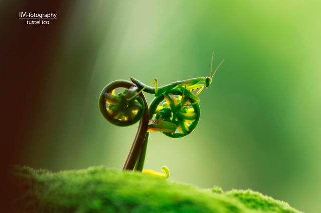 bug Bug on a Bike